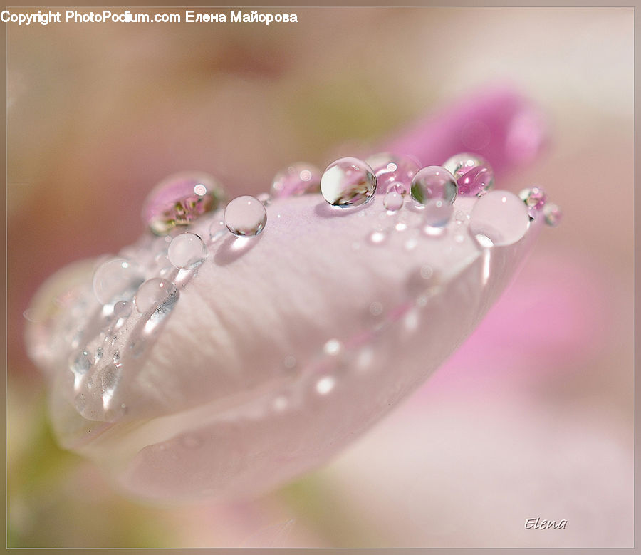 Droplet, Blossom, Flora, Flower, Plant