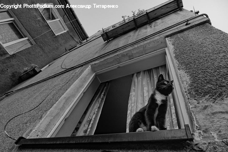 Animal, Cat, Mammal, Pet, Brick, Architecture, Court