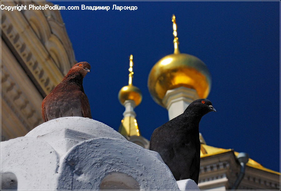 Bird, Pigeon, Dove, Architecture, Dome, Mosque, Worship