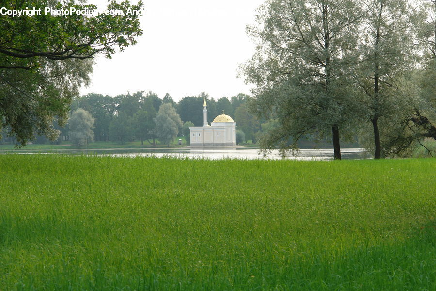 Plant, Tree, Field, Grass, Lawn, Forest, Jungle