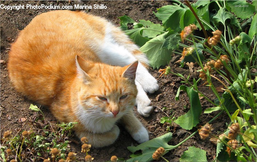 Plant, Potted Plant, Animal, Cat, Kitten, Mammal, Pet