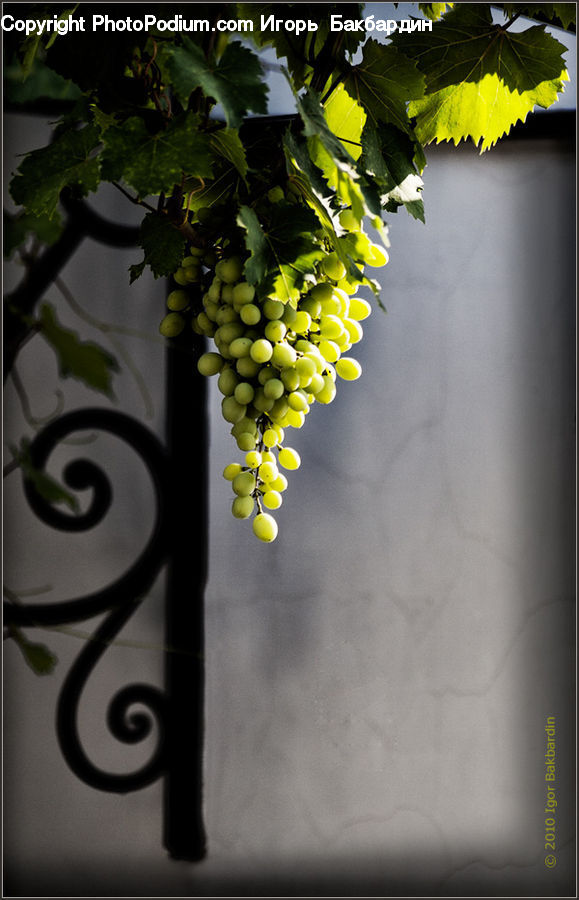 Fruit, Grapes, Plant, Vine, Blossom, Flora, Flower