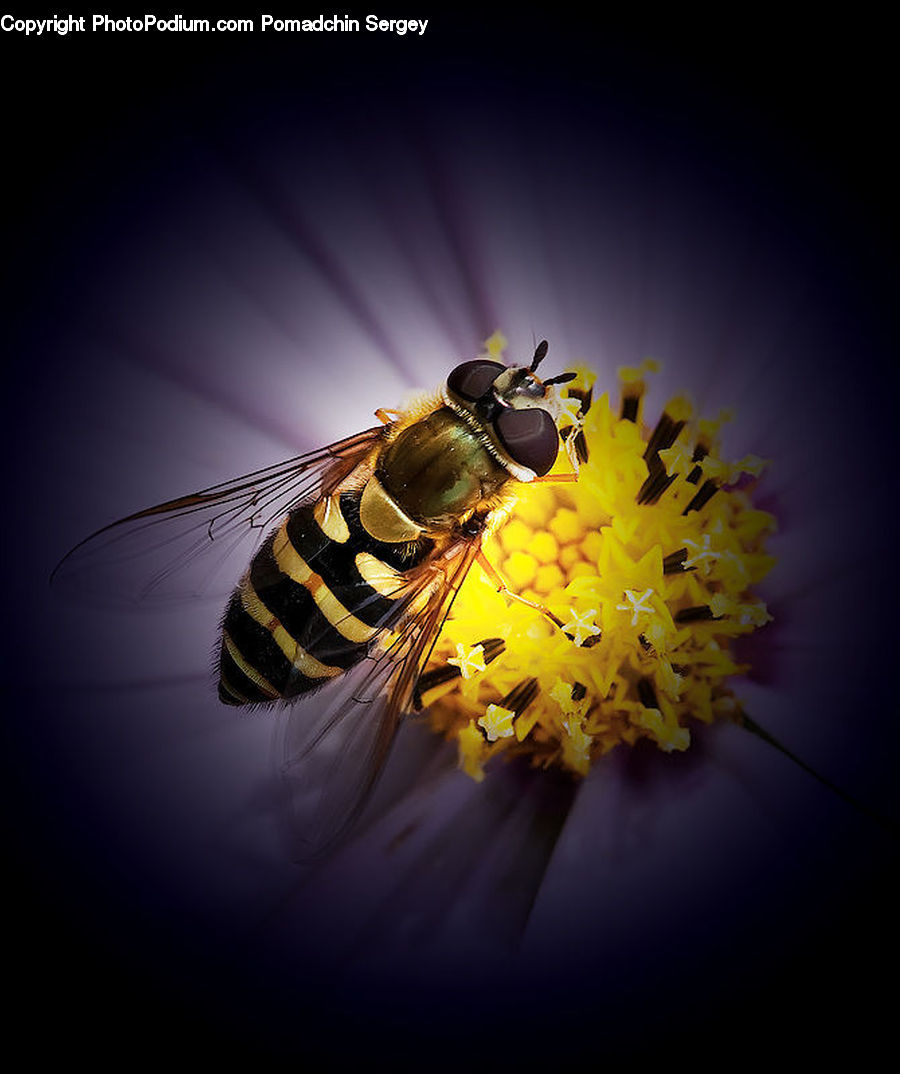Bee, Insect, Invertebrate, Bumblebee, Honey Bee