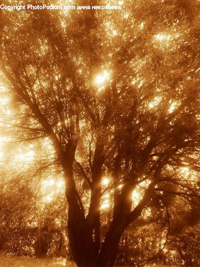 Flare, Light, Sunlight, Oak, Tree, Wood, Plant