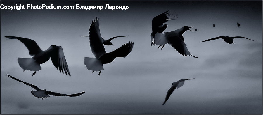 Bird, Seagull, Albatross, Crane Bird, Heron, Blackbird, Crow