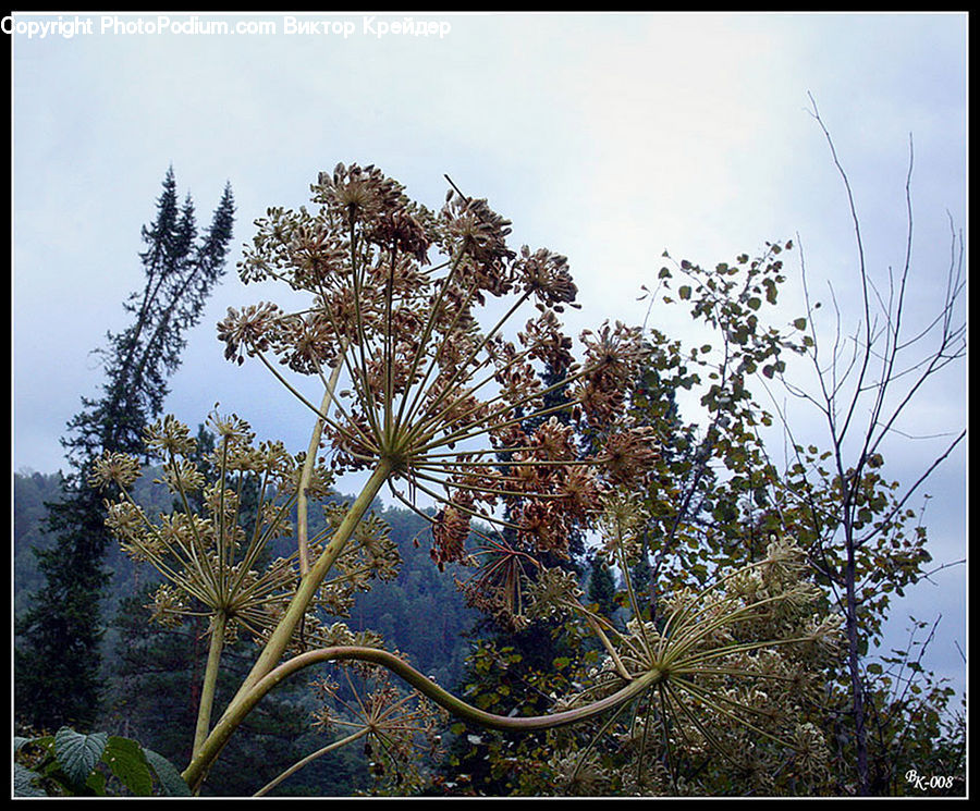 Conifer, Fir, Plant, Tree, Landscape, Nature, Scenery