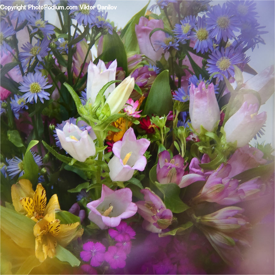 Flower, Flower Arrangement, Flower Bouquet, Floral Design, Ikebana, Blossom, Flora
