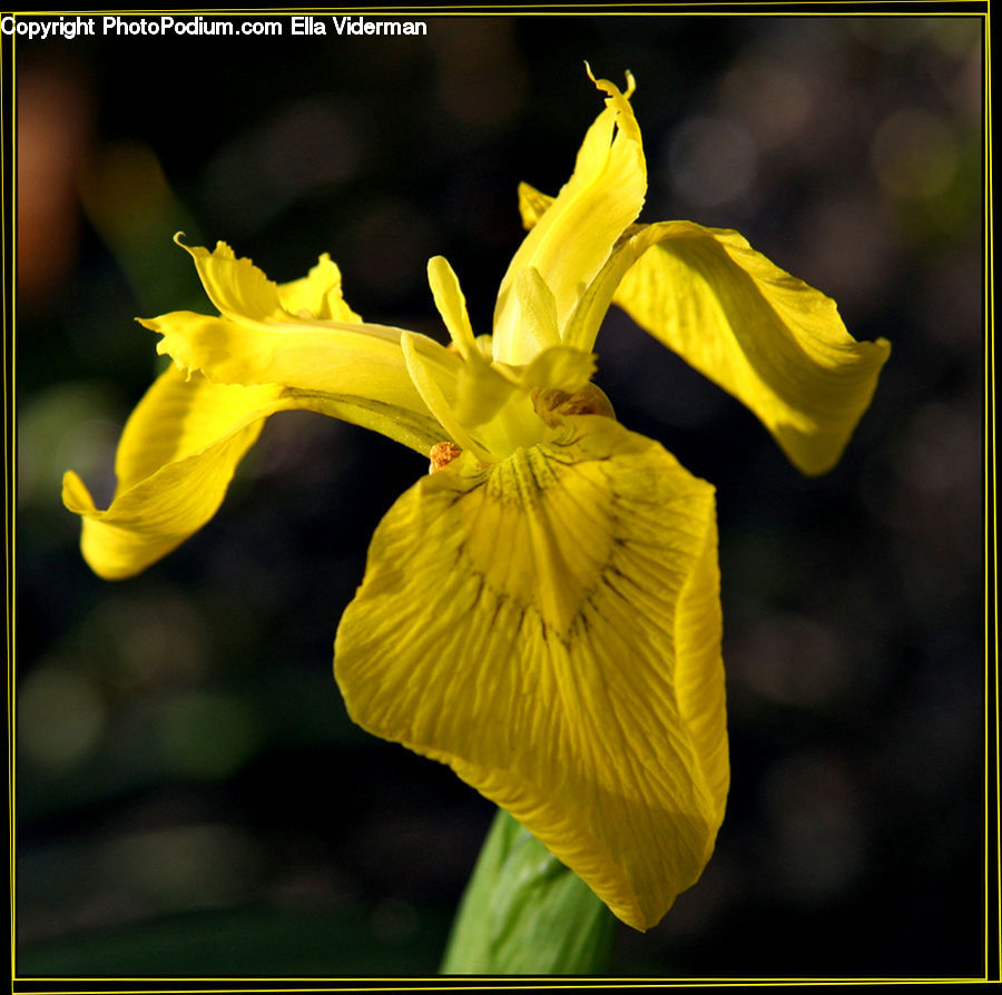 Flora, Flower, Iris, Plant, Gladiolus, Blossom, Daffodil