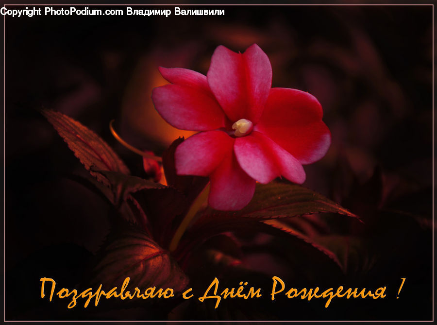 People, Person, Human, Blossom, Flora, Flower, Geranium