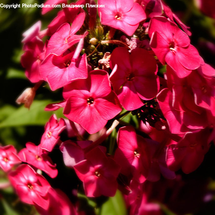 Blossom, Flora, Flower, Plant, Geranium, Gladiolus, Pollen