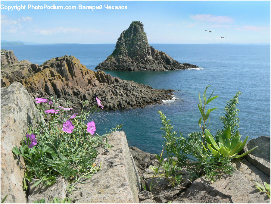 Promontory, Cliff, Outdoors, Coast, Sea, Water, Blossom