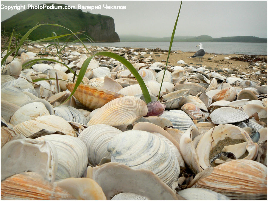 Garlic, Plant, Food, Seafood, Market, Produce, Agaric