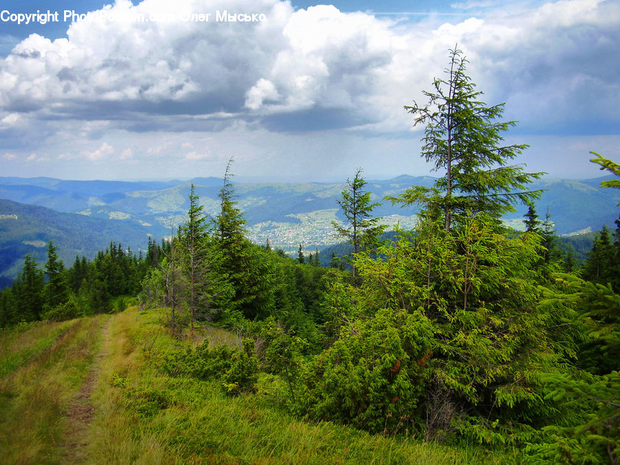 Conifer, Fir, Plant, Tree, Spruce, Wood, Abies