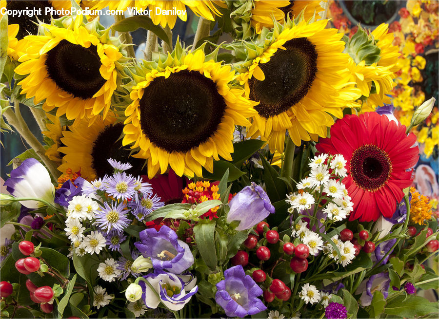 Blossom, Flora, Flower, Plant, Sunflower, Flower Arrangement, Flower Bouquet