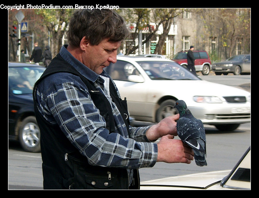 Bird, Pigeon, People, Person, Human, Automobile, Car