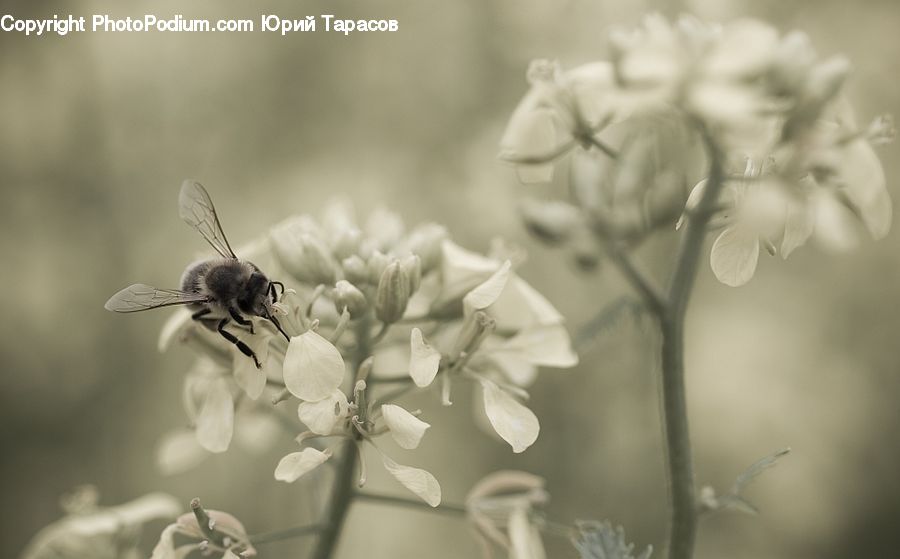 Bee, Insect, Invertebrate, Plant, Weed, Apidae, Bumblebee