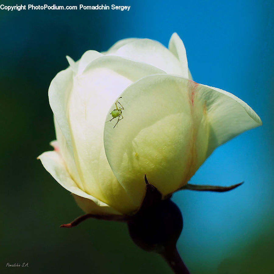 Bud, Plant, Blossom, Flora, Flower, Lily, Iris