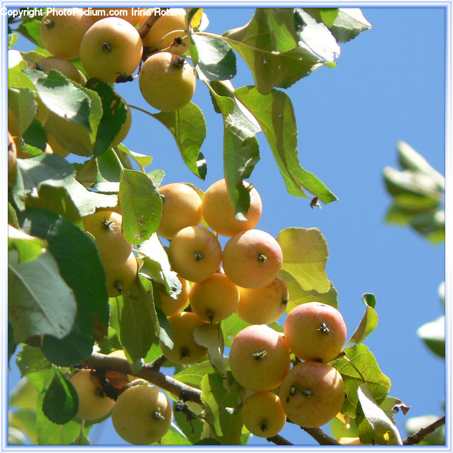 Fruit, Grapes, Plant, Citrus Fruit, Grapefruit, Apricot, Persimmon