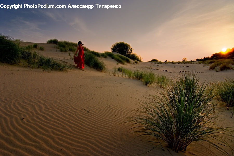 Desert, Outdoors, Dune, Plant, Vegetation, Field, Grass