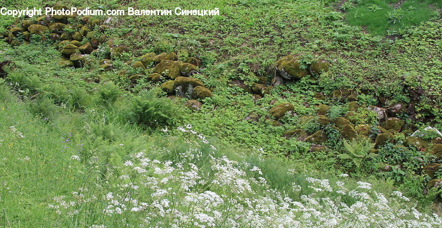 Forest, Jungle, Rainforest, Vegetation, Moss, Plant, Field