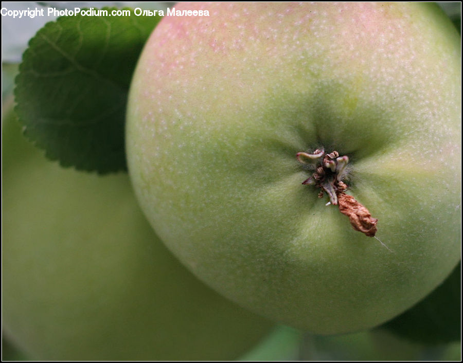 Citrus Fruit, Fruit, Grapefruit, Pomelo