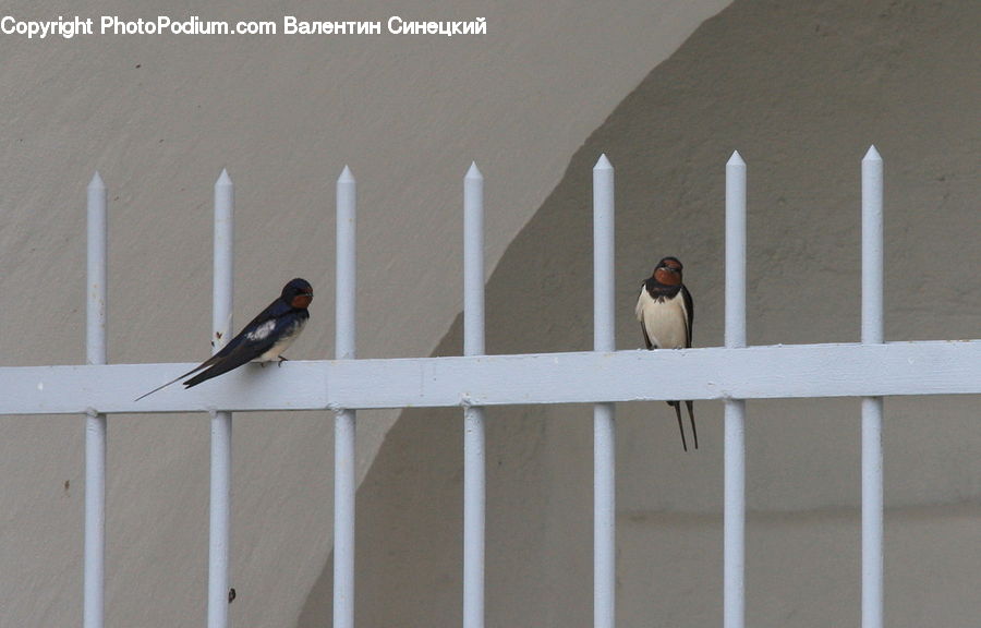 Bird, Swallow, Window, Blue Jay, Bluebird, Jay, Indoors