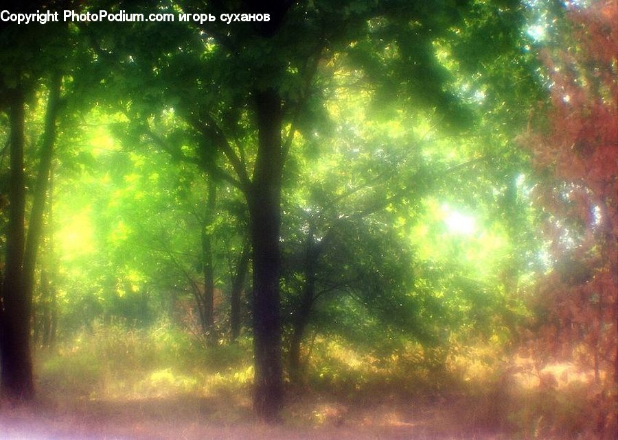 Flare, Light, Sunlight, Forest, Vegetation, Dirt Road, Gravel