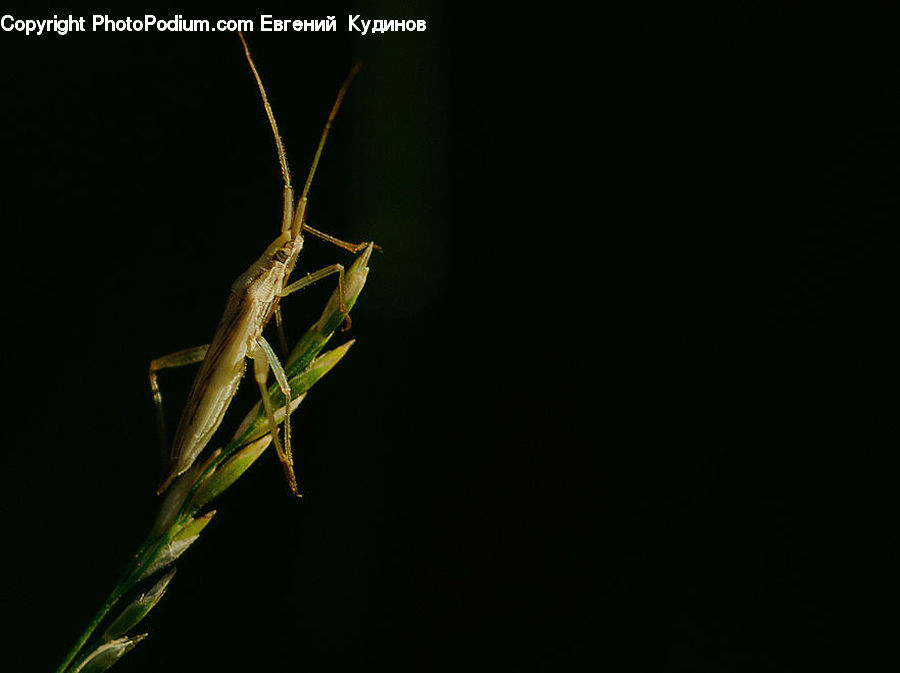 Cricket Insect, Grasshopper, Insect, Invertebrate