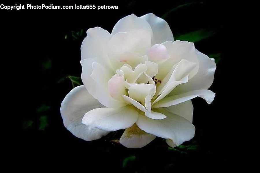 Blossom, Flora, Flower, Plant, Petal, Rose, Carnation