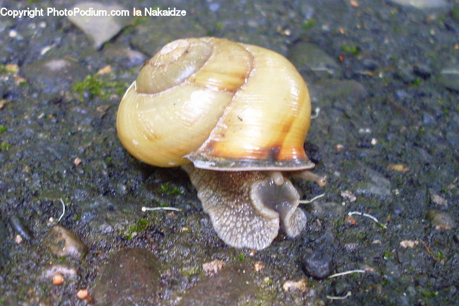 Invertebrate, Snail, Agaric, Amanita, Fungus, Mushroom, Plant