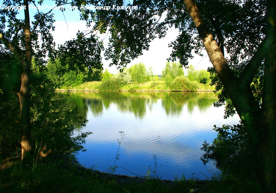 Outdoors, Pond, Water, Plant, Tree, Forest, Vegetation
