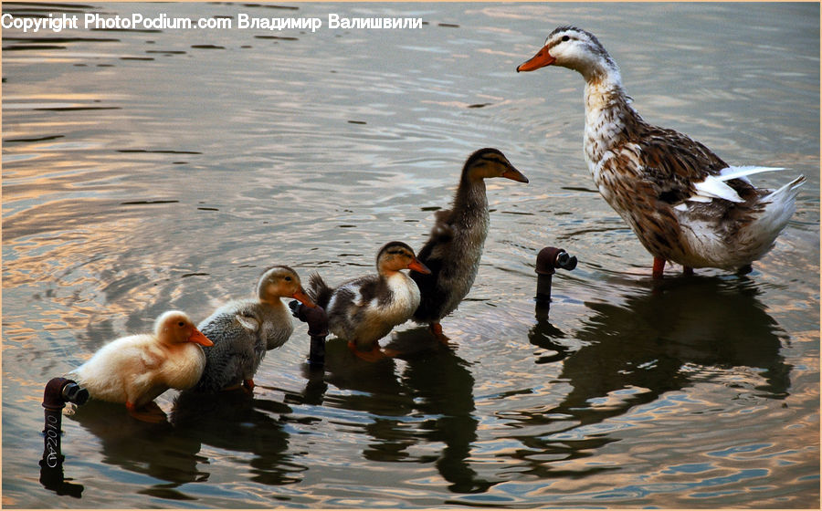 Bird, Waterfowl, Duck, Teal, Goose, Mallard, Pelican