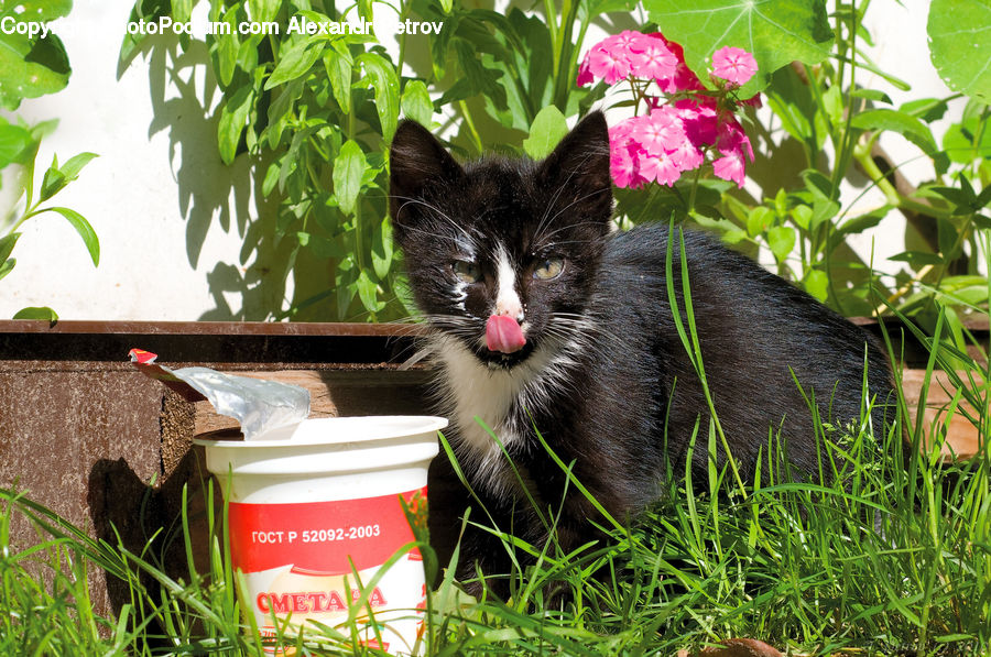 Plant, Potted Plant, Bucket, Pot, Pottery, Soil, Backyard