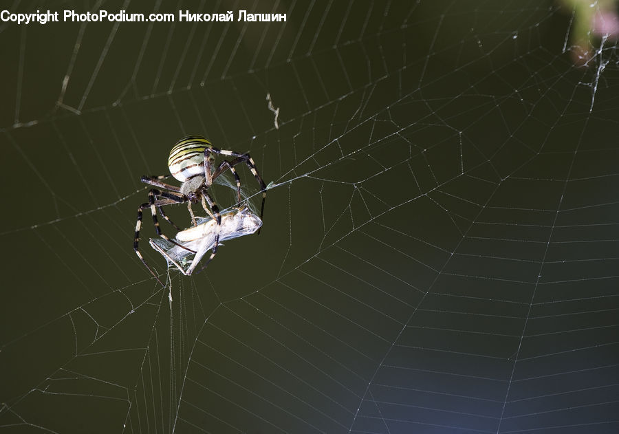 Arachnid, Garden Spider, Insect, Invertebrate, Spider, Argiope