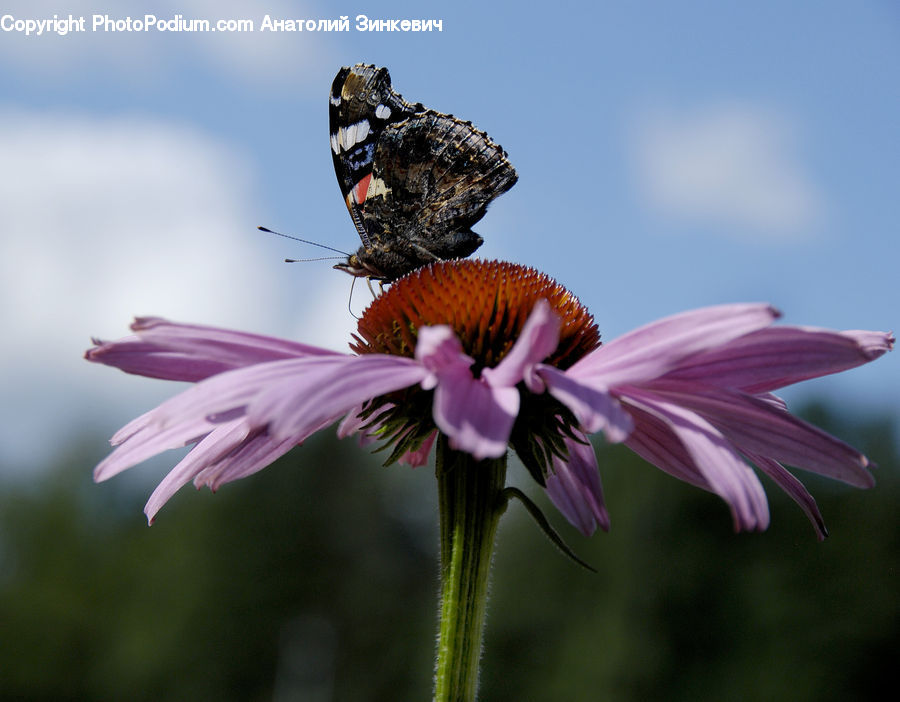 Butterfly, Insect, Invertebrate, Cosmos, Andrena, Apidae, Bee