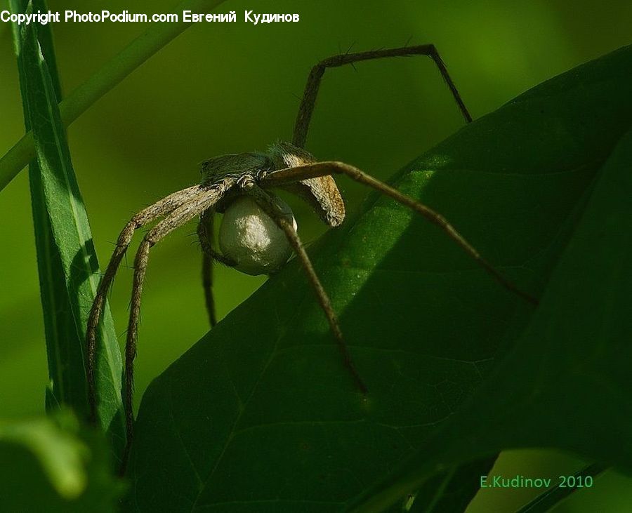 Arachnid, Garden Spider, Insect, Invertebrate, Spider, Black Widow, Cricket Insect