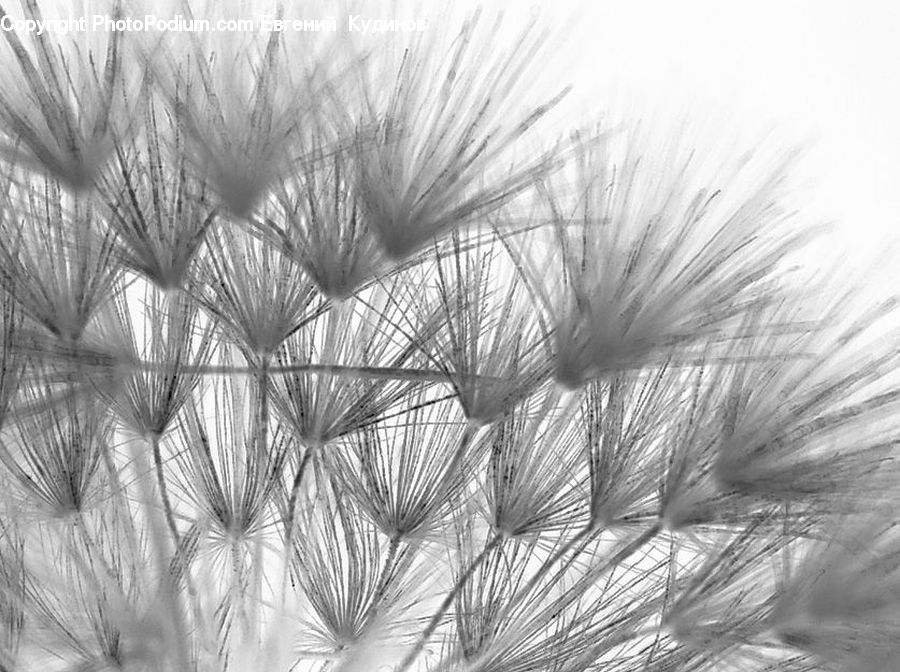 Grass, Plant, Reed, Grain, Wheat, Frost, Ice