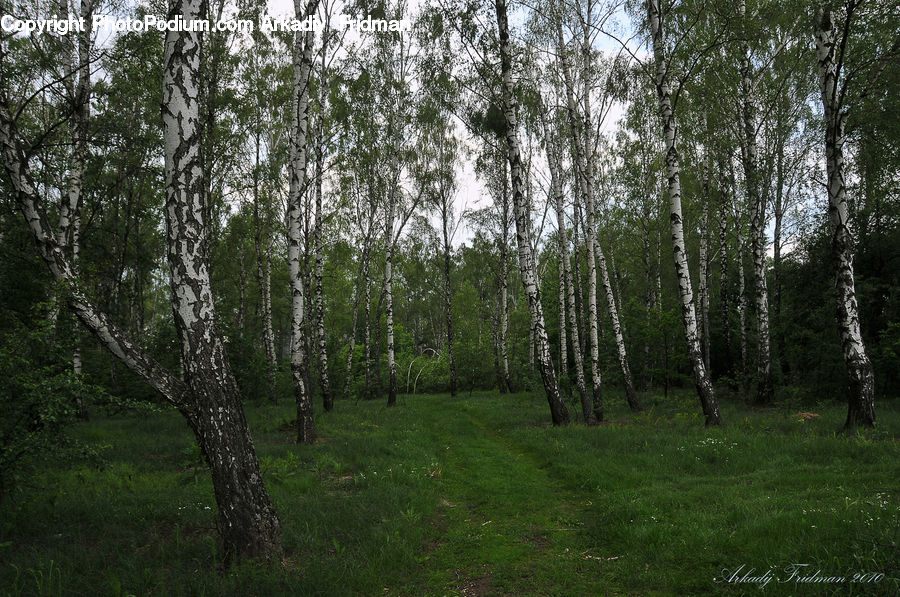 Birch, Tree, Wood, Fir, Forest, Grove, Vegetation