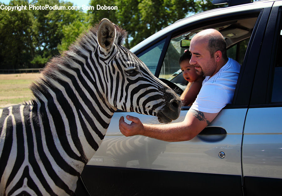 Animal, Mammal, Zebra, People, Person, Human, Furniture