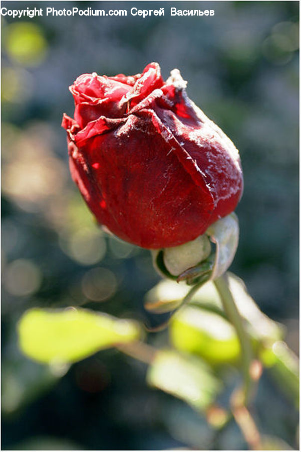 Blossom, Carnation, Flower, Plant, Fruit, Cherry, Flora