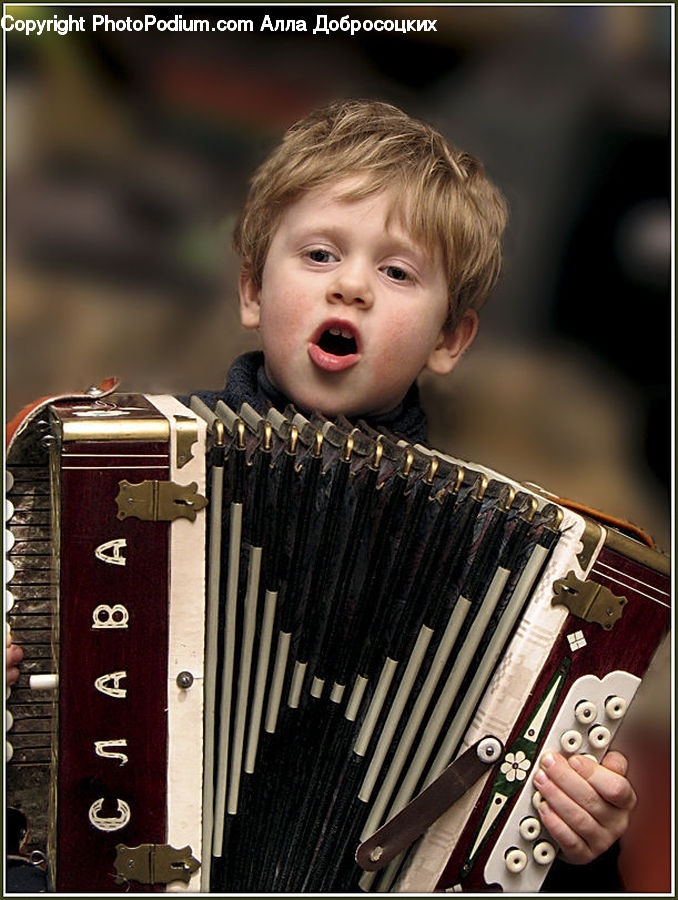 Accordion, Musical Instrument, People, Person, Human