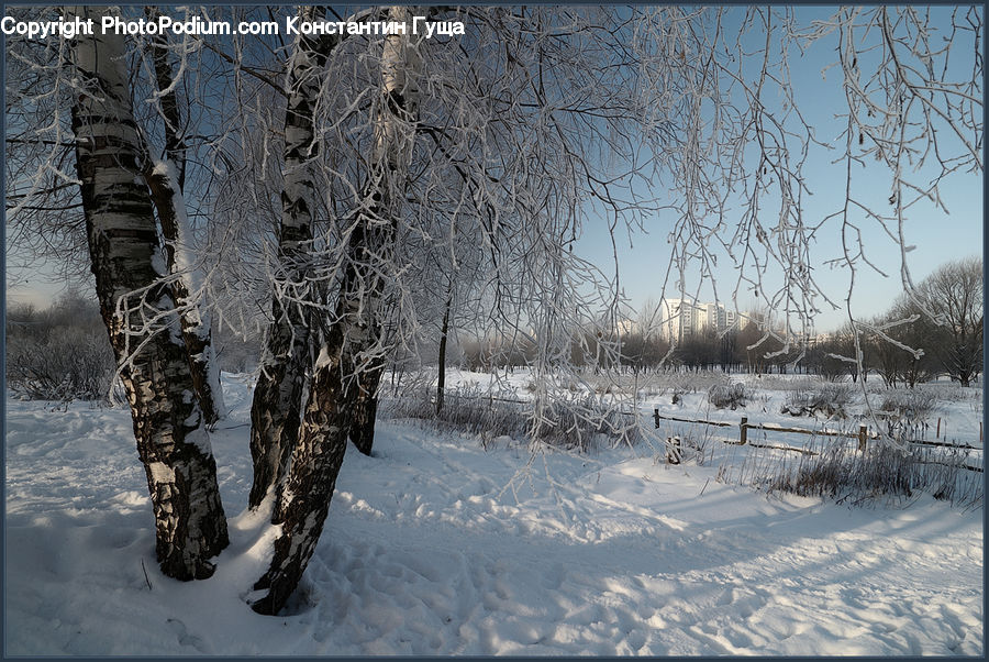 Birch, Tree, Wood, Ice, Outdoors, Snow, Grass