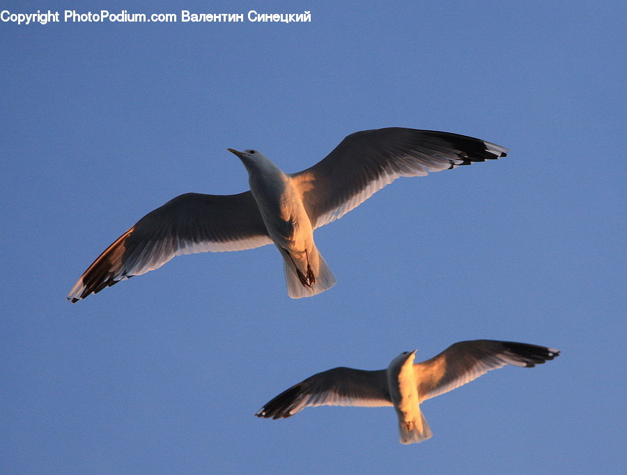 Bird, Booby, Seagull, Swallow, Buzzard, Harrier, Hawk