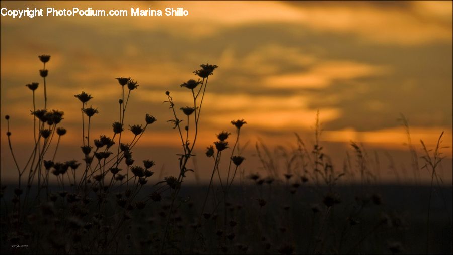 Field, Grass, Grassland, Plant, Fiber, Flax, Flora