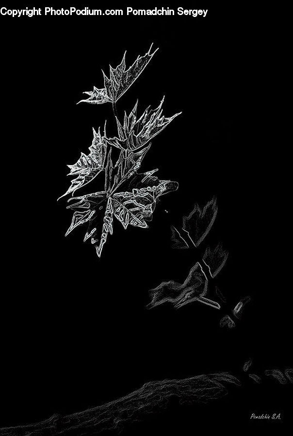 Frost, Ice, Outdoors, Snow, Ct Scan, X-Ray, Conifer