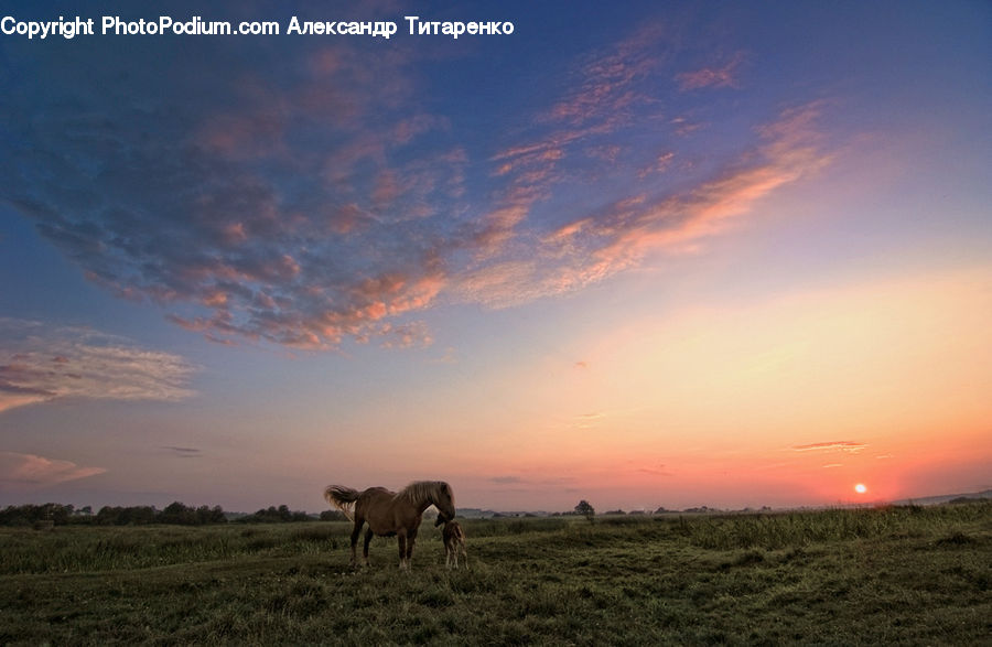 Field, Grass, Grassland, Land, Outdoors, Dirt Road, Gravel