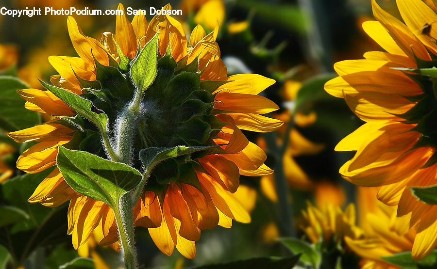 Blossom, Flora, Flower, Plant, Sunflower, Asteraceae, Daisies