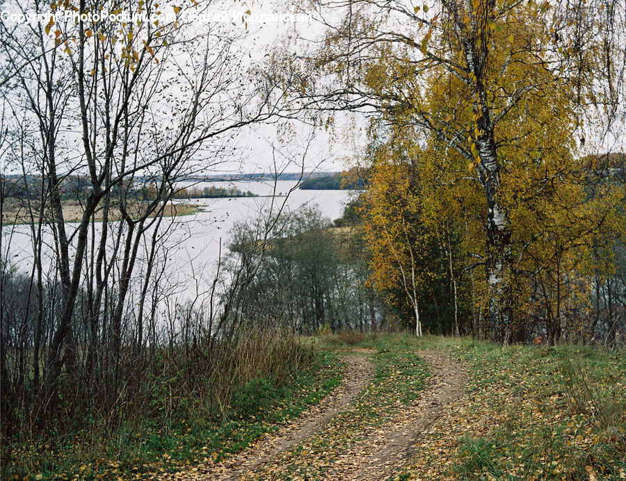 Dirt Road, Gravel, Road, Birch, Tree, Wood, Landscape
