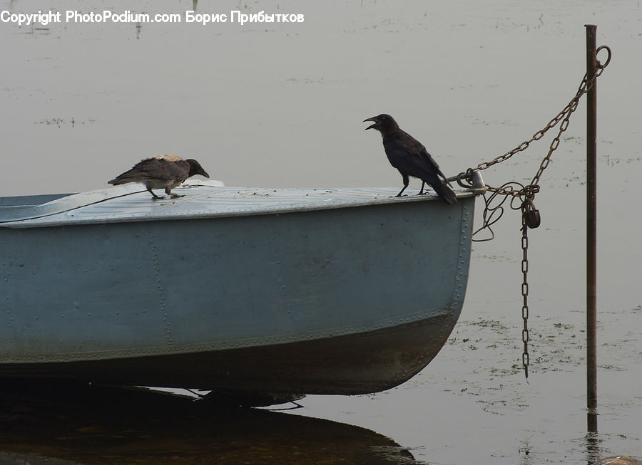 Boat, Watercraft, Bird, Blackbird, Crow, Kite Bird