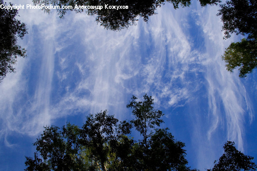 Azure Sky, Cloud, Outdoors, Sky, Conifer, Fir, Plant